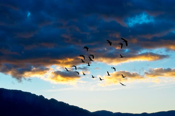 Flock at Daybreak