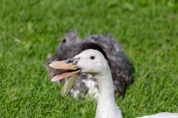 white and gray ducks are resting on the green grass on a sunny day