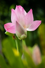 Lotus is a flower that symbolizes happiness and peace of Buddhists.