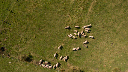 Aerial view of flock of sheep. Aerial landscape