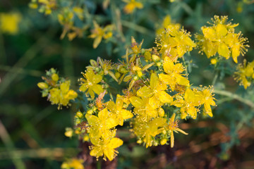 hypericum yellow flowers macro
