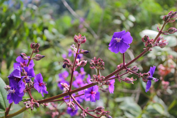 purple flowers in the garden