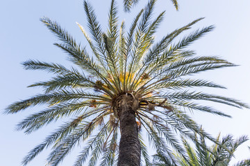 View from below through the crown of a palm tree in the blue sky © were