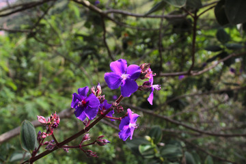 purple flowers in the garden