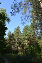 Coniferous forest. Path in woodland with tall pine trees. Summer landscape.