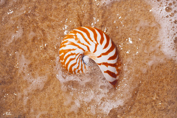 seashell nautilus on sea beach with waves under  sun light