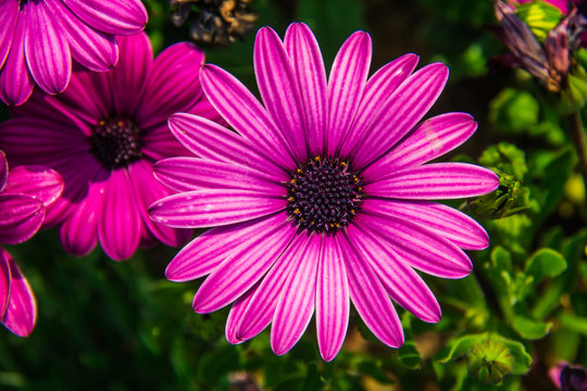 Detail of a large purple flower with vibrant colors centered in the image from the gardens at the base of the North Seoul Tower in South Korea.