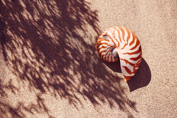 seashell nautilus on sea beach with waves under  sun light