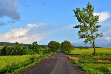 Road witt green trees in rural landscape
