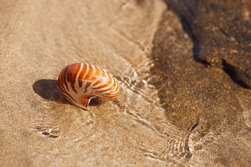 seashell nautilus on sea beach with waves under  sun light