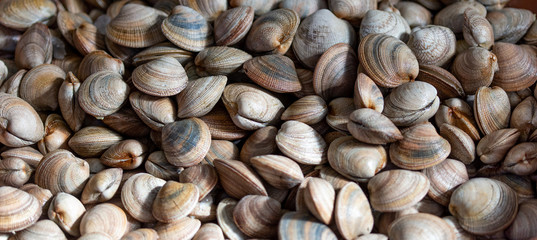 Background with fresh raw clams vognole. Food background