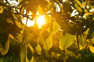 Nature background green leaves in yellow sun light