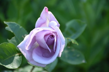 lavender rose