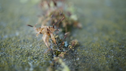 Mauer makro