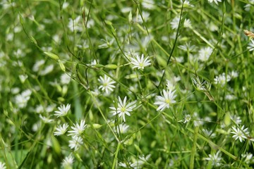 Stellaria flowers in the meadow on natural green leaves background 
