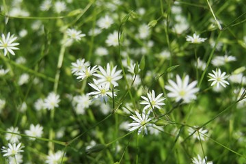 Beautiful Stellaria flowers in the meadow on natural green background