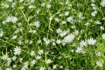 Beautiful stellaria flowers in the meadow in spring