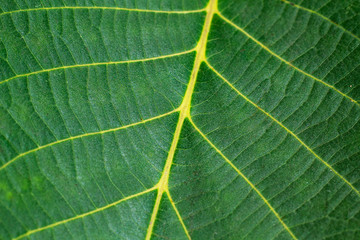 closeup of green fresh tree structure leaf natural texture 