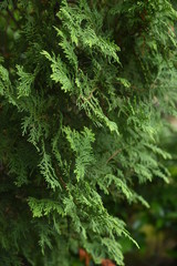 Japanese cypress (Hinoki cypress) boasts the world's highest quality as a durable and frafrant cnstruction material.