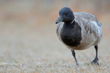 Brent goose (Branta bernicla) foraging at Jones State Park, Long Island New York