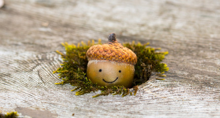 Cute fall scene, with a happy acorn peeking out of a mossy hole with room for text or copy. Concepts of autumn, seasons © Kimberly Boyles