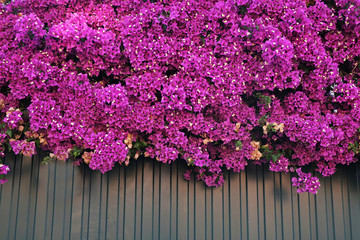 Pink bougainvillea flowers over construction fence. Close up, copy space for text, background.