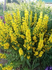 field of yellow flowers