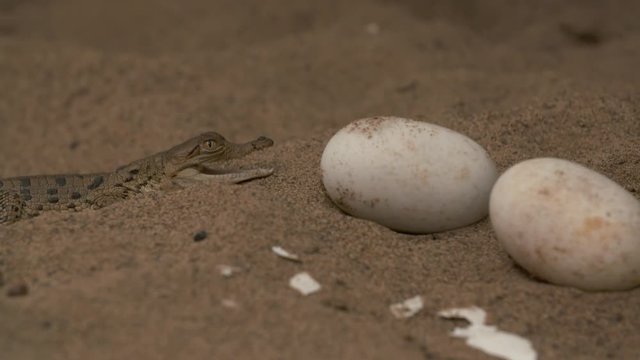 Extreme close-up low angle still shot of two Orinoco crocodile eggs on hatching sand, and a baby croc crawling nearby, Conservation Park, Wisirare, Colombia