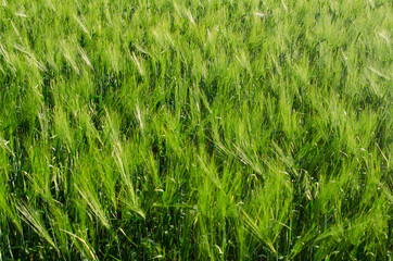 green wheat field and sunny day