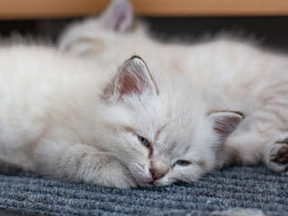 Fototapeta na wymiar small gray kittens lie on the floor