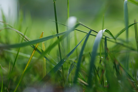Interweaving of green blades of grass with two dew drops on a summer morning, macro