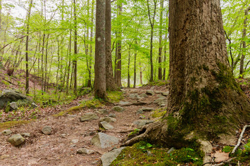 Hiking trail in the woods at spring time.