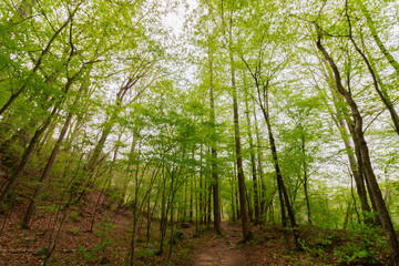 Fototapeta na wymiar Hiking trail in the woods at spring time.