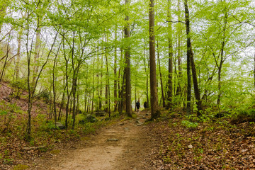 Fototapeta premium Hiking trail in the woods at spring time.
