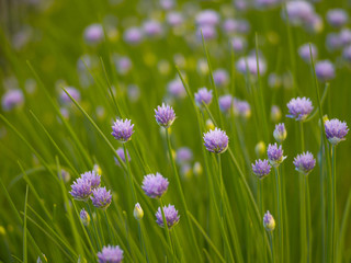 Blooming onion on the background of green grass in the summer afternoon