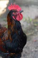 closeup black copper Marans rooster with red crest