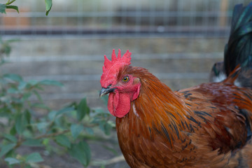 closeup black copper Marans rooster with red crest