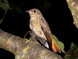 small colorful bird on the branch
