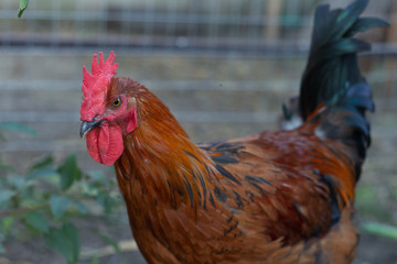 closeup black copper Marans rooster with red crest