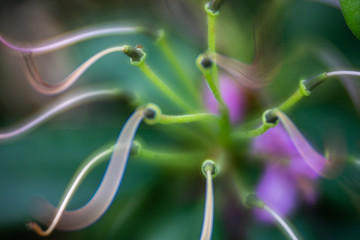 Closeup view of a flower