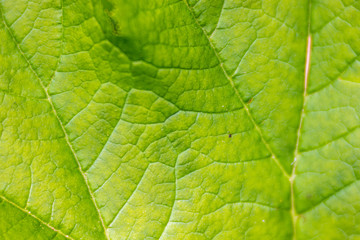 Fototapeta na wymiar Closeup of a leaf