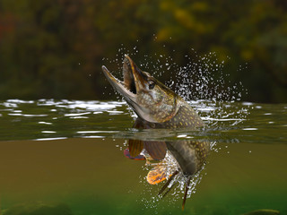 Northern Pike fish jumping in river halfwater view 3d realitstic render - obrazy, fototapety, plakaty