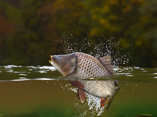 Carp fish jumping in river halfwater view 3d realitstic render