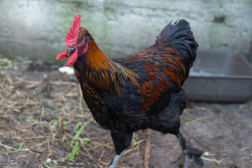 Beautiful colorful black copper Marans roosters in the chicken coop. Adult beautiful rooster with colored feathers walking on the ground in a henhouse.