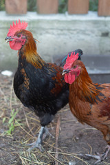 Beautiful colorful black copper Marans roosters in the chicken coop. Adult beautiful rooster with colored feathers walking on the ground in a henhouse.
