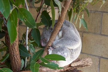 koala in a tree