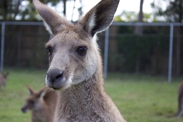 kangaroo in zoo