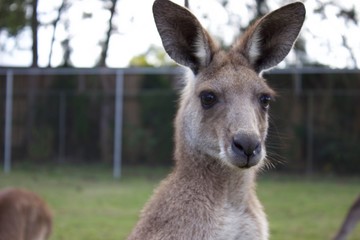 kangaroo in the grass