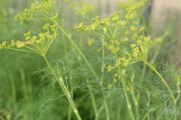 fresh dill in the garden greenhouse in summer