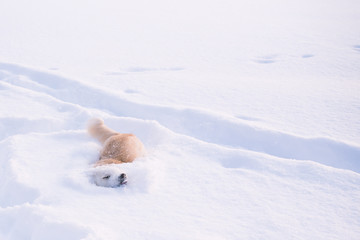Playful dog burried in snow